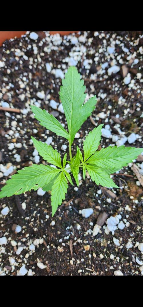 Mix Pack Auto RF3. Week 2