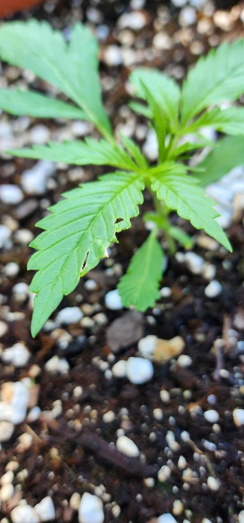 Mix Pack Auto RF3. Week 2