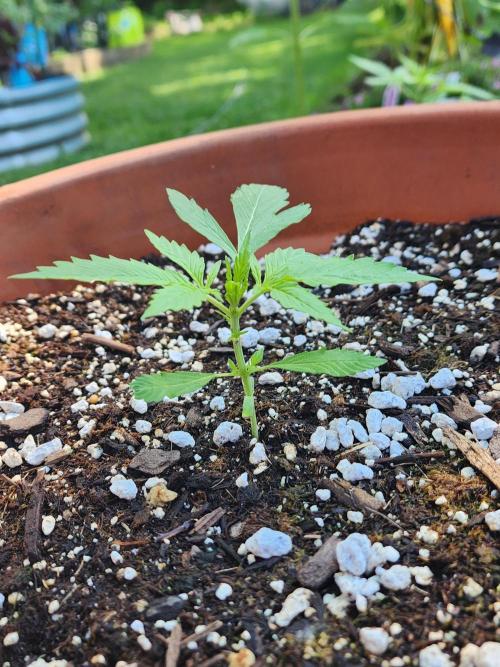 Mix Pack Auto RF3. Week 2