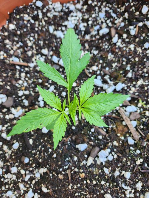 Mix Pack Auto RF3. Week 2