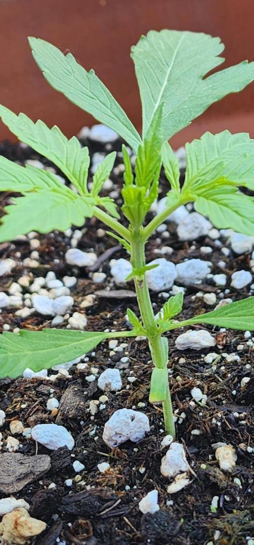 Mix Pack Auto RF3. Week 2