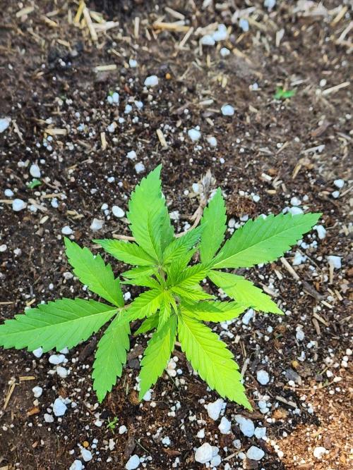 Mix Pack Auto RF3. Week 2