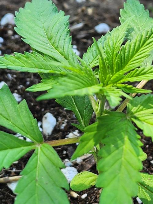 Mix Pack Auto RF3. Week 2