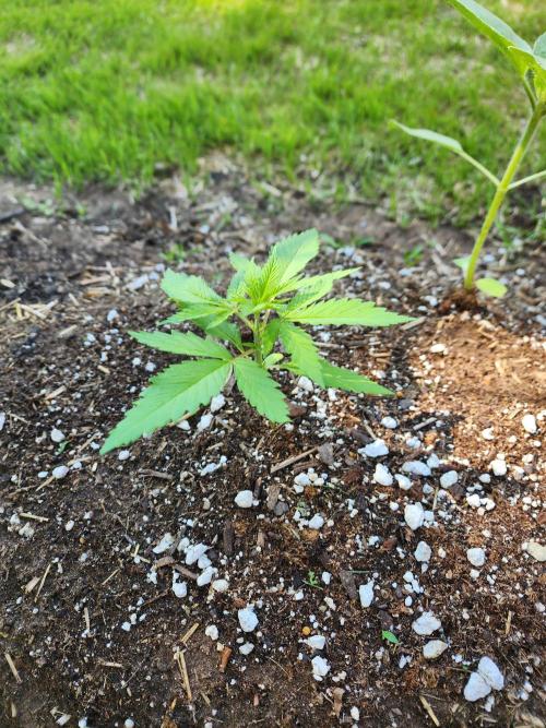Mix Pack Auto RF3. Week 2