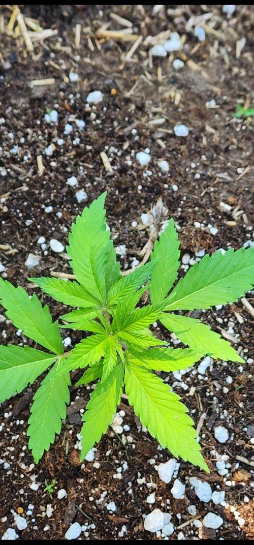 Mix Pack Auto RF3. Week 2
