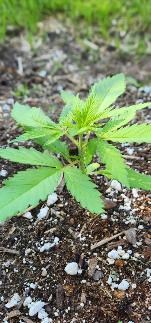 Mix Pack Auto RF3. Week 2