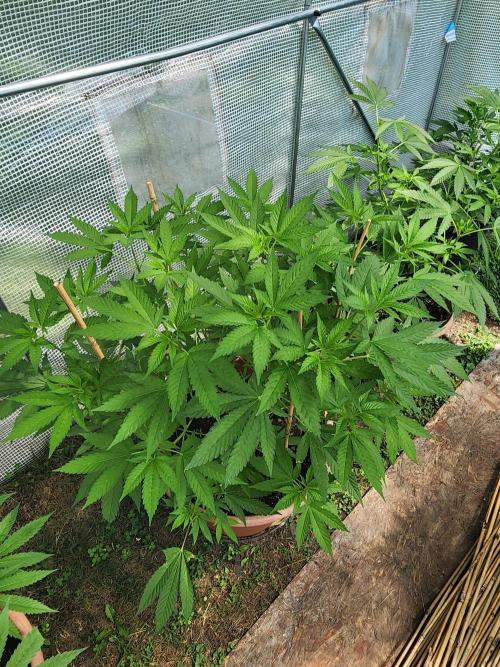 Snoop's punch. Week 11