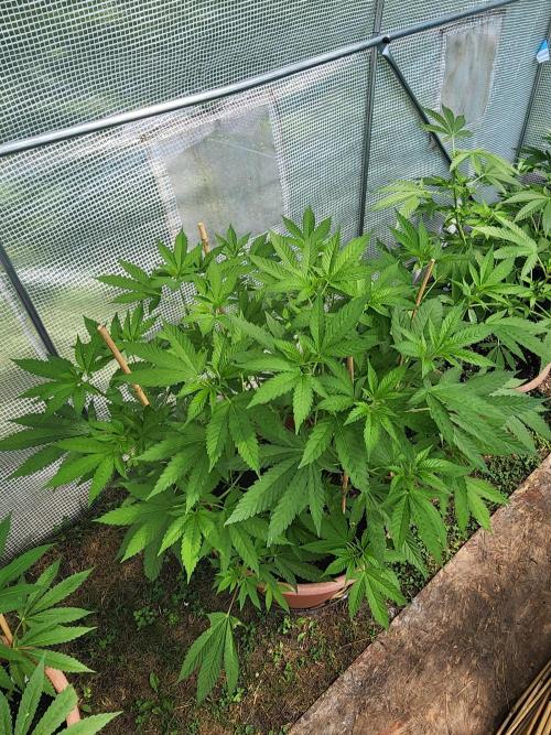 Snoop's punch. Week 11