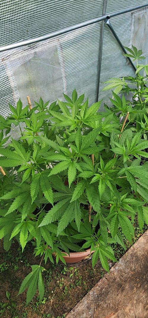 Snoop's punch. Week 11