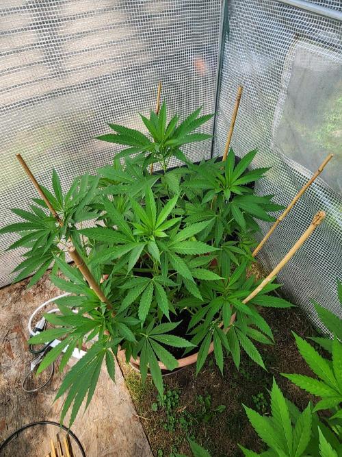 Velvet Moon. Week 15