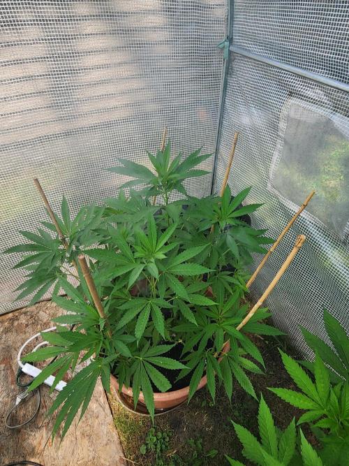 Velvet Moon. Week 15