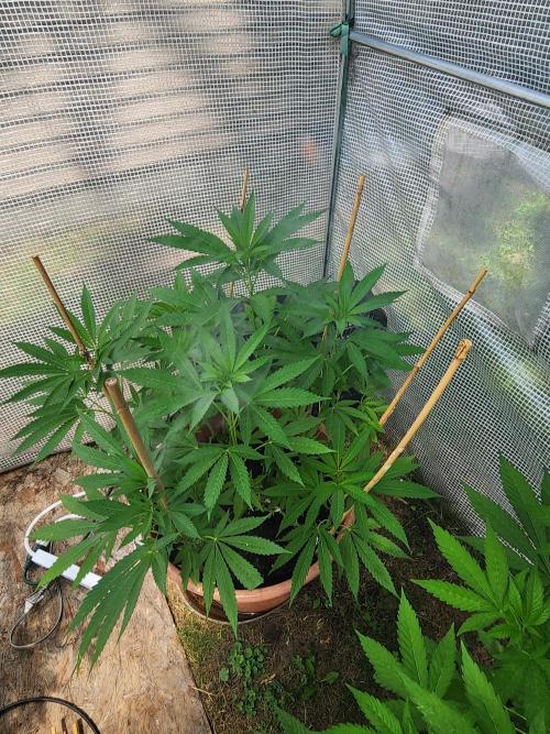 Velvet Moon. Week 15