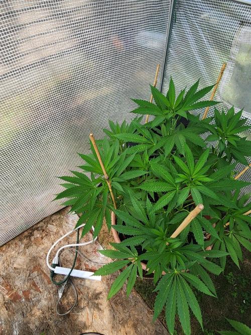 Velvet Moon. Week 15