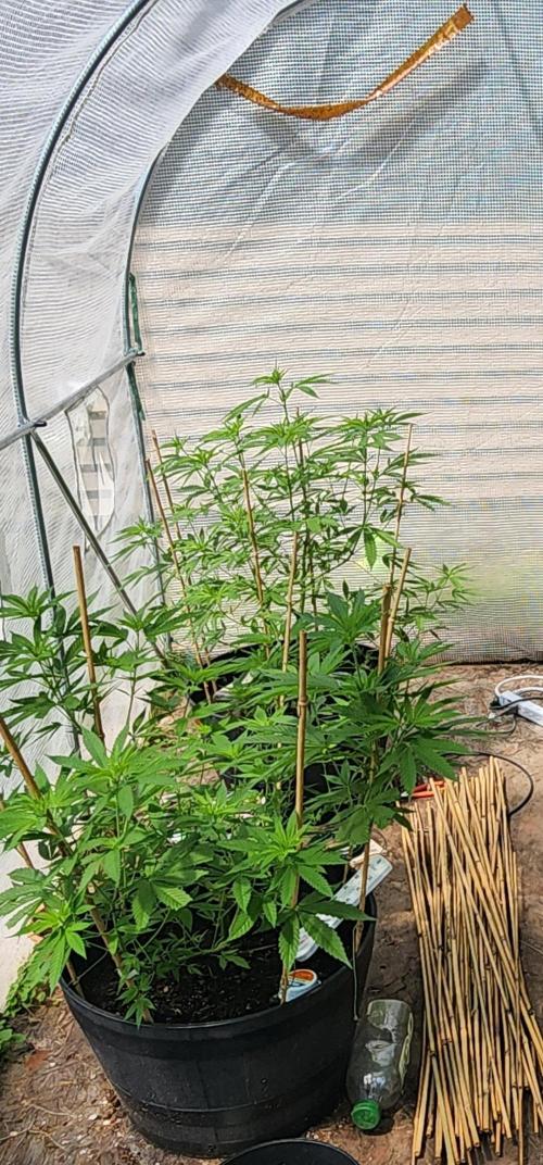 Apricot Scone. Week 15