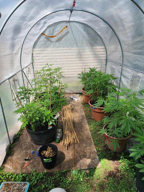 Apricot Scone. Week 15