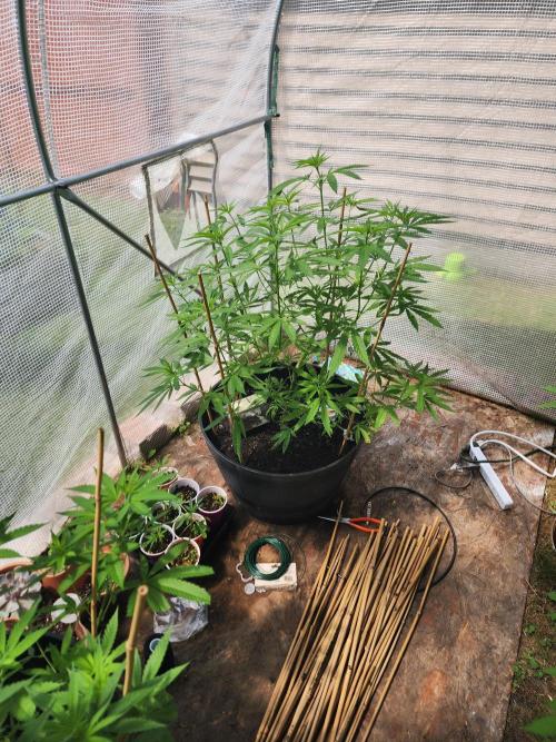 Apricot Scone. Week 15