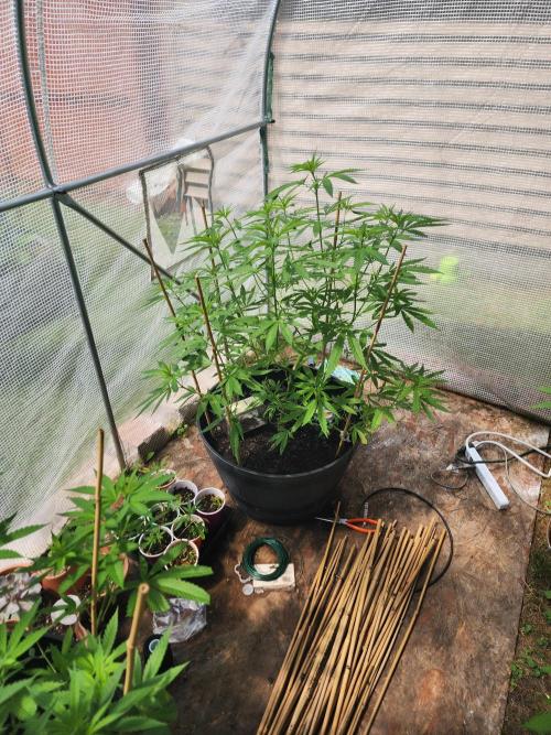 Apricot Scone. Week 15