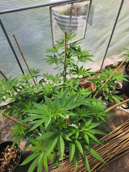 Apricot Scone. Week 15