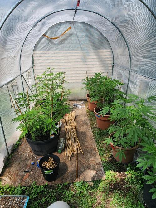Apricot Scone. Week 15