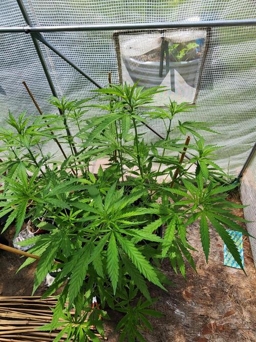 Apricot Scone. Week 15