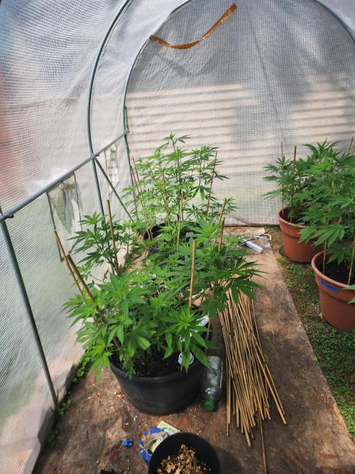 Apricot Scone. Week 15