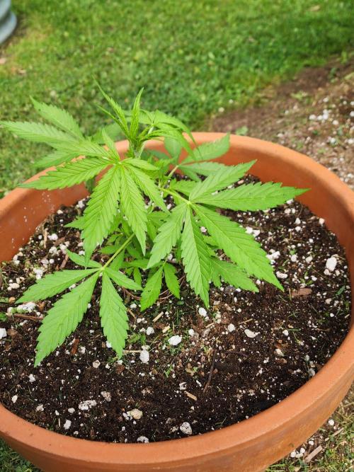 Mix Pack Auto RF3. Week 3