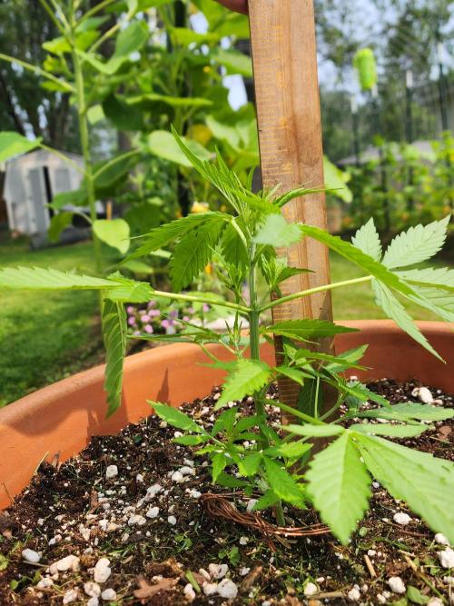 Mix Pack Auto RF3. Week 3