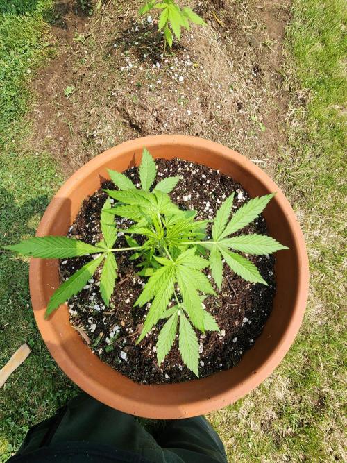 Mix Pack Auto RF3. Week 3