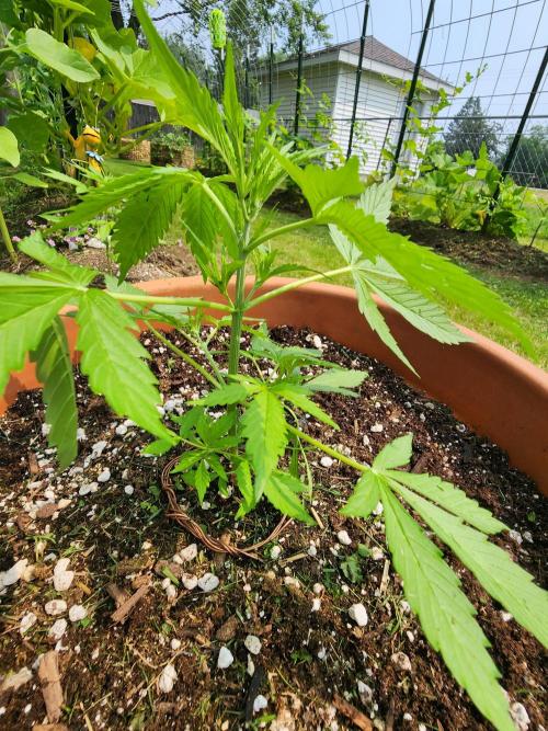 Mix Pack Auto RF3. Week 3