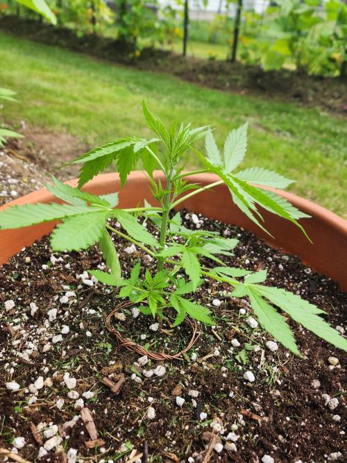 Mix Pack Auto RF3. Week 3