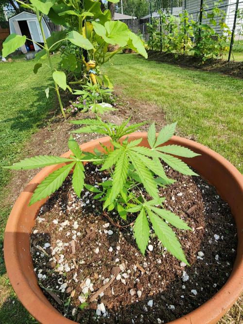 Mix Pack Auto RF3. Week 3
