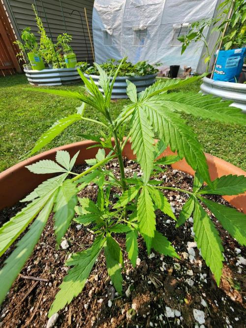 Mix Pack Auto RF3. Week 3