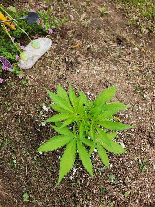 Mix Pack Auto RF3. Week 3