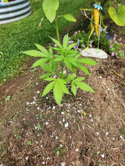 Mix Pack Auto RF3. Week 3
