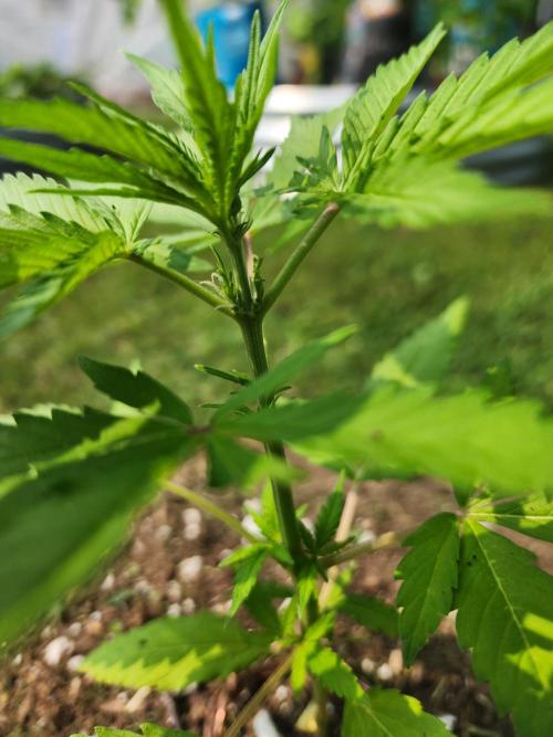 Mix Pack Auto RF3. Week 3