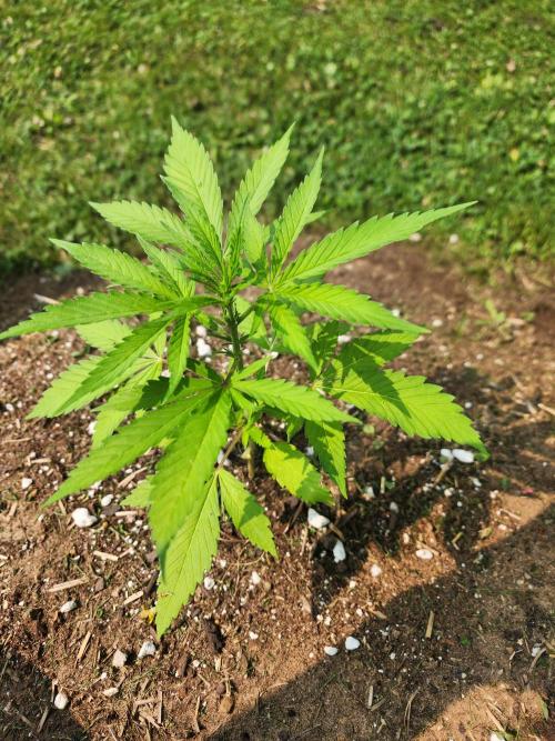 Mix Pack Auto RF3. Week 3