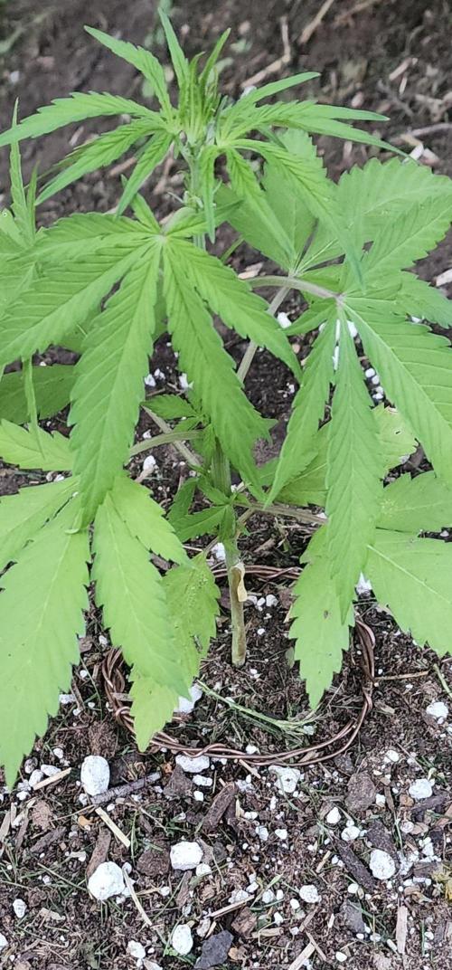 Mix Pack Auto RF3. Week 3