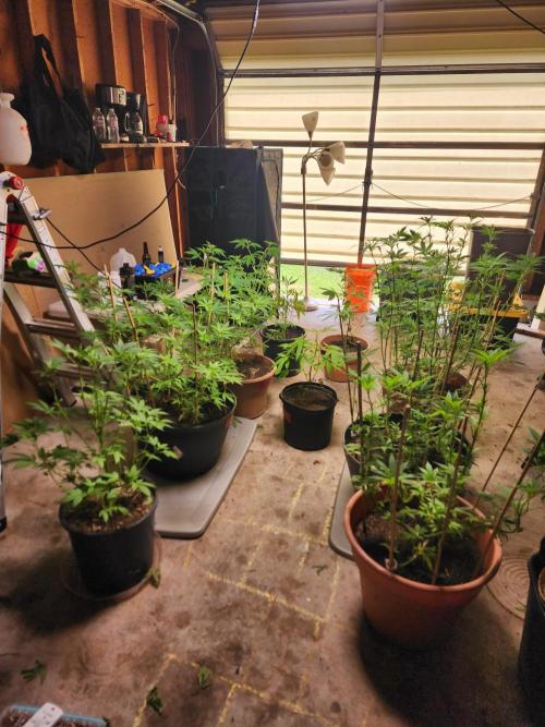 Apricot . Week 16