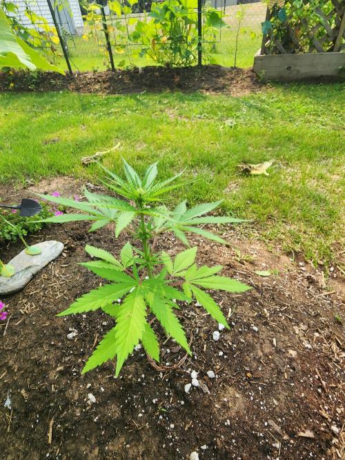 Mix Pack Auto RF3. Week 4