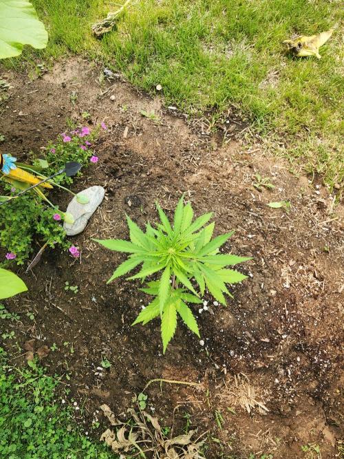 Mix Pack Auto RF3. Week 4