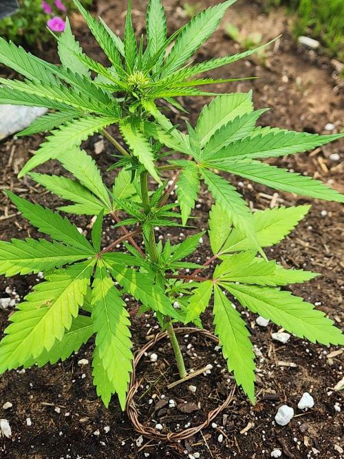 Mix Pack Auto RF3. Week 4