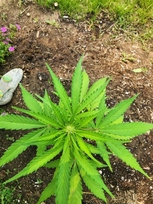 Mix Pack Auto RF3. Week 4