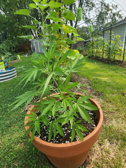 Mix Pack Auto RF3. Week 4