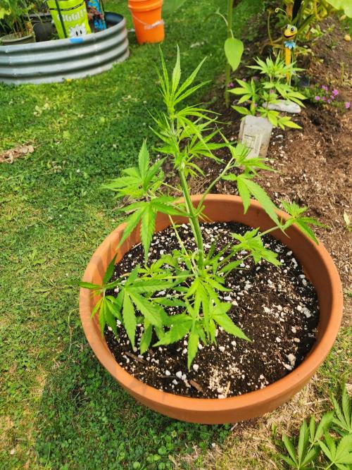 Mix Pack Auto RF3. Week 4