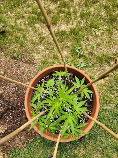Mix Pack Auto RF3. Week 4