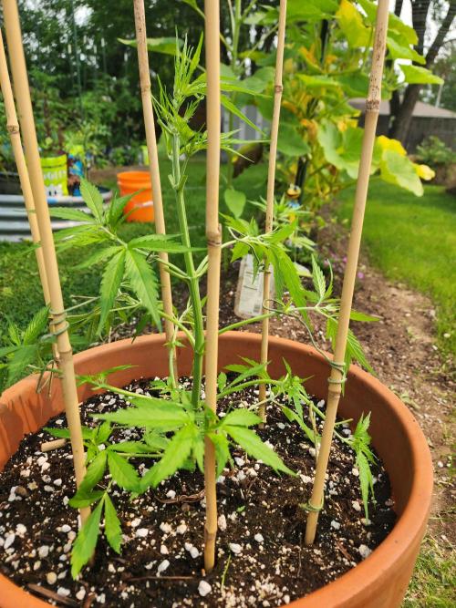 Mix Pack Auto RF3. Week 4