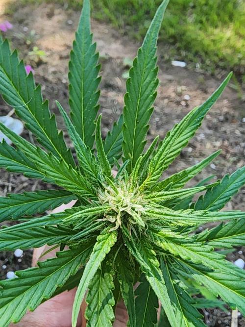 Mix Pack Auto RF3. Week 5
