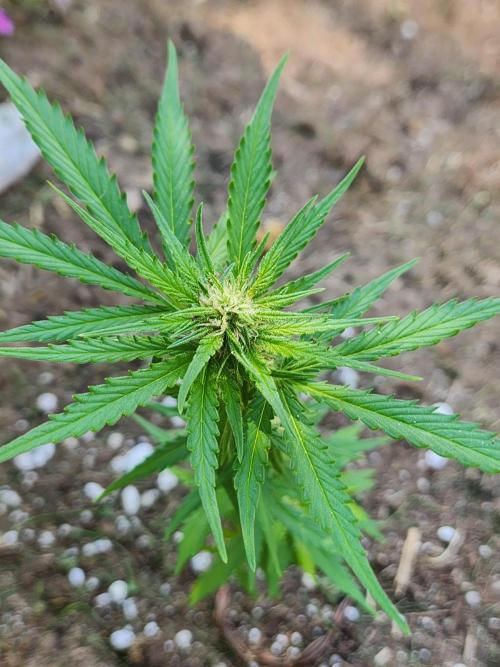 Mix Pack Auto RF3. Week 5