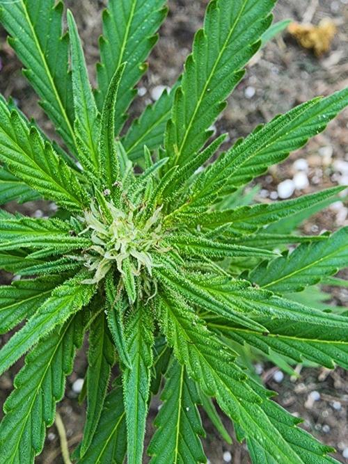 Mix Pack Auto RF3. Week 5