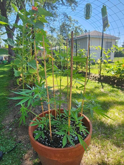 Mix Pack Auto RF3. Week 5